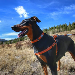 Coastal Pet K9 Explorer movable D-ring enables easy leash attachment.