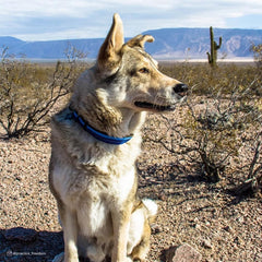 Coastal Pet K9 Explorer side-release buckle secures quickly during outdoor adventures.