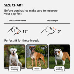 CollarDirect leather basket muzzle with adjustable straps provides quick snug fit for Boxers.