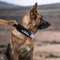 Comfluxe tactical dog collar buckle enables quick release for easy on-the-go adventures.