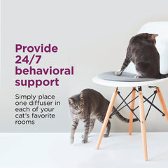 Comfort Zone Relaxed cats after diffuser use in shared spaces.