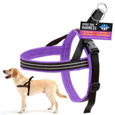ComfortFlex Sport harness on a dog during a walk showing secure fit and everyday comfort