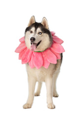 ComfyCamper pink-daisy-pet-costume ideal for spring events and photo ops.