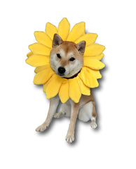 ComfyCamper sunflower headband worn by a dog during outdoor adventures.