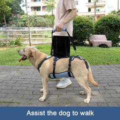Coodeo Dog Lift Harness walk-use shot highlights mobility support.