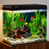 COOSPIDER 20gal glass tank front view, crystal-clear viewing for vibrant underwater life.