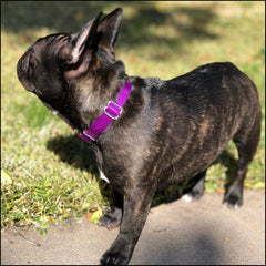 Country Brook Petz collar USA-made stitching highlights craftsmanship