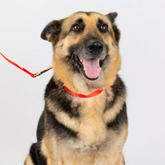 Country Brook Petz Everyday Nylon Leash with durable metal hardware for dependable strength during rambunctious walks.