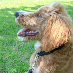 Country Brook Petz collar buckle close-up highlights easy on-off with metal quick-release