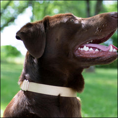 Country Brook Petz collar curved edges close-up for comfortable fit