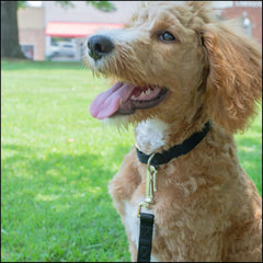 Country Brook Petz collar side view demonstrates adjustable 16–22 inch fit for growing dogs