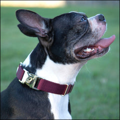 Country Brook Petz metal D-rings and buckle ensure easy leash attachment.