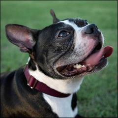Country Brook Petz nylon collar 3/4 inch wide for a secure, comfortable fit.