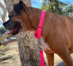 Country Brook Petz nylon leash with durable hardware for long-lasting outdoor use.