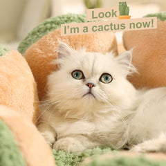 CWV Cute Cat Beds kitten napping inside cactus-inspired design