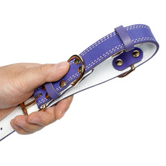 DAIHAQIKO dog collar worn on a leash-ready dog during an outdoor stroll