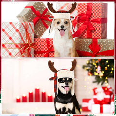 Dansydaisy pet hat on dog during holiday photos
