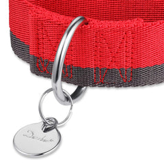 Dazzber martingale collar front view featuring no-buckle anti-pull design