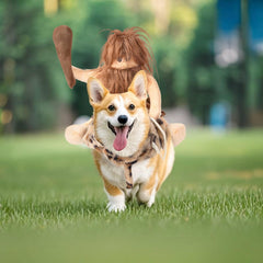 Delifur dog Halloween costume suited for photos, parties, and casual walks.