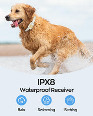 Delupet LED light helps locate your dog during evening walks safely.