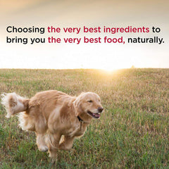 Diamond Naturals Chicken Dinner Can serving bowl shows balanced nutrients