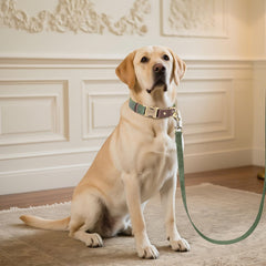 Didog adjustable large-dog collar green with D-ring for secure leash attachment during walks.