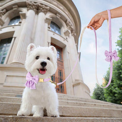 Didog collar bowtie closeup in purple showcases durable hardware.