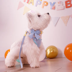 Didog collar with blue bowtie, adjustable for petite dogs during photos and outings.