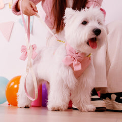 Didog pink dog collar adjustable for secure, comfortable wear