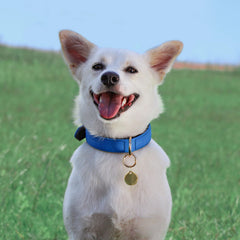 Didog blue collar with emphasis on metal buckle closeup durability