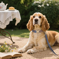 Didog blue quick-release buckle image demonstrates easy on/off for busy mornings