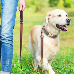 Didog collar with nylon lining highlighting skin-friendly comfort for long wear.