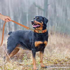 Didog soft PU leather dog collar side view highlighting comfortable fit