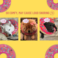 Dirty Little Paws inflatable cone-alternative side view shows unobstructed vision and comfort.