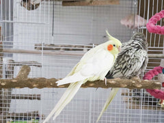 Dnoifne natural protrusions provide comfortable, non-slip perching for small and medium birds.