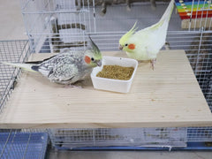 Dnoifne parrot perch platform installation with washers and nuts for secure setup
