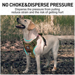 Dociote reflective stitching keeps dogs visible at night