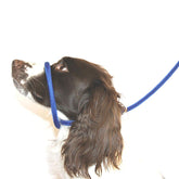 Dog & Field Figure of 8 leash blue setup highlights sturdy braided nylon for reliable control.