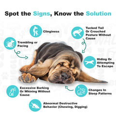 Doggie Dailies Calming Chews close-up label highlights melatonin and chamomile benefits.