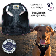 DOGGIE DESIGN double D-rings highlight reinforced leash attachment