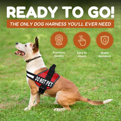 Doggie Stylz reflective vest for nighttime visibility during walks.