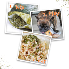Doggijuana plush-toy in-use demonstrates sensory enrichment during dogs' playtime.