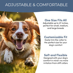 Doggy's Dinner Verdepets collar on a small dog shows adjustable, comfortable fit.