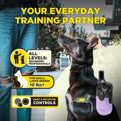 Dogtra 200iQ collar on dog enabling precise corrections.