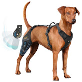 Dollephi dog knee brace worn on right leg with adjustable hinge stabilizer for ACL support.