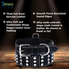 DowgClub full-grain leather with padding for all-day comfort during walks