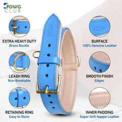DowgClub leather dog collar blue buckle detail shows reinforced hardware for secure leash attachment.
