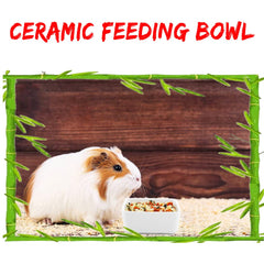 DQITJ ceramic bowl dual-pack closeup, showcasing safe material for tiny pets.
