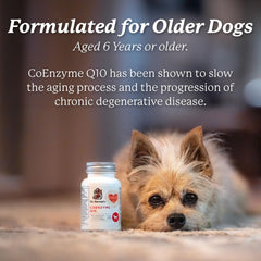 Dr. Harvey's Coenzyme Q10 packaging beside dog bowl for daily support