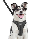 Eagloo small dog harness step-in gray shows easy on-off for busy mornings